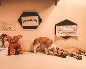 Pet-Friendly-The-Pet-Cafe-Hyderabad