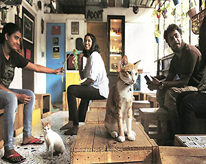 Pet-Friendly-Cat-Cafe-Studio