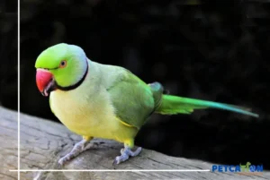 Pet-Parrot-Training-A-Comprehensive-Guide