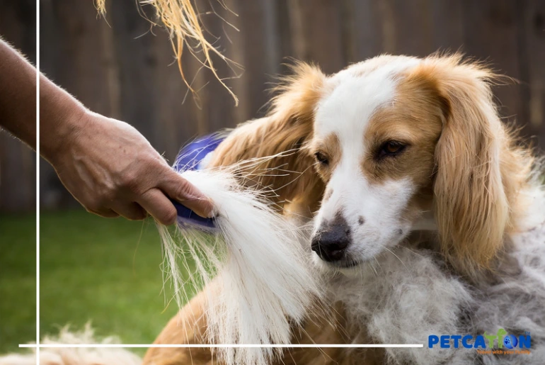 Shedding-in-Dogs–How-to-Reduce-It